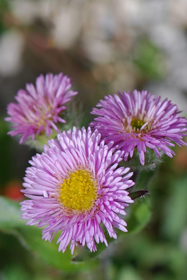 Lagazuoi fiore da id: Erigeron sp.